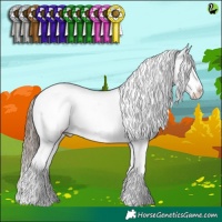 Horse Color:Black Splash Appaloosa 