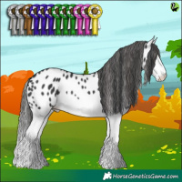 Horse Color:Black Splash Appaloosa 