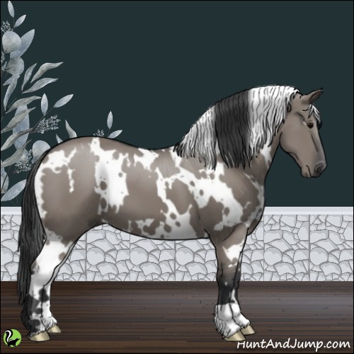 Horse Color:White Spotted Grullo