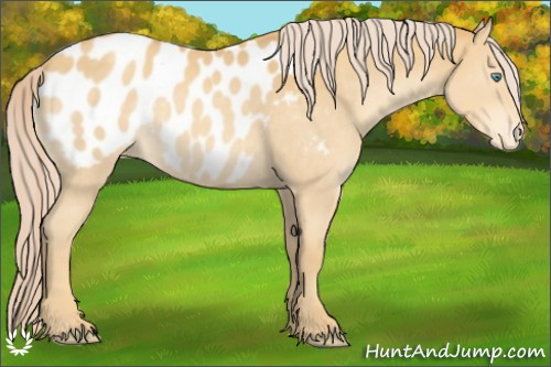Horse Color:Gold Cream Champagne Sabino Appaloosa 
