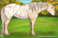 Horse Color:Gold Cream Champagne Sabino Appaloosa