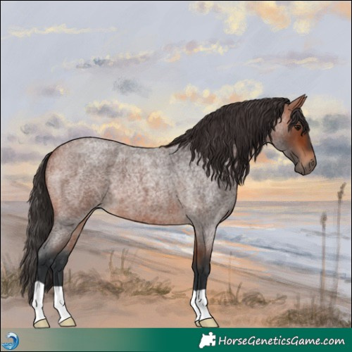 Horse Color:Bay Roan 