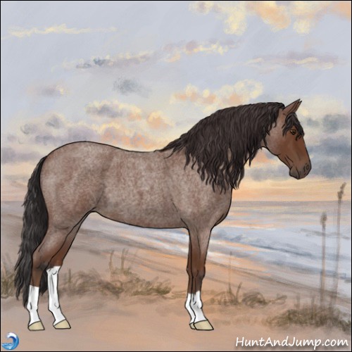 Horse Color:Bay Roan