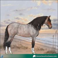 Horse Color:Bay Roan 