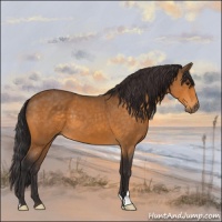 Horse Color:Buckskin 