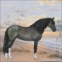 Horse Color:Blue Roan 