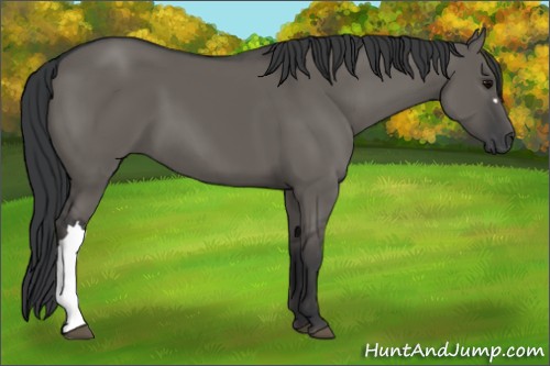 Horse Color:Grullo 