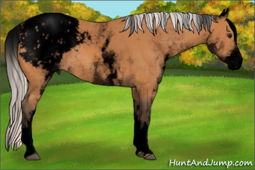 Horse Color:Void White Spotted Silver Bay Blanket Rabicano 