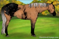 Horse Color:Void White Spotted Silver Bay Blanket Rabicano 