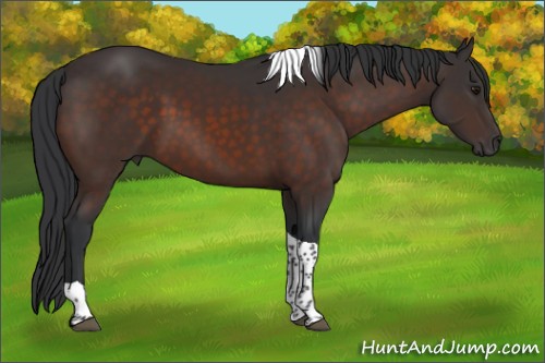 Horse Color:Brown Tobiano 