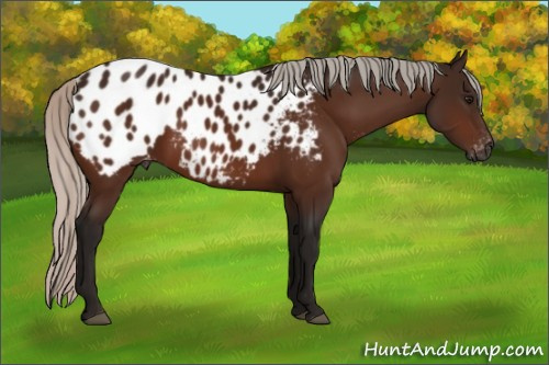 Horse Color:Gray Silver Bay Appaloosa 