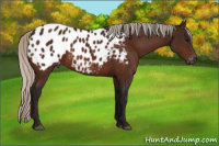 Horse Color:Gray Silver Bay Appaloosa 