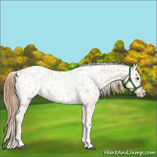 Horse Color:Red Dun Tobiano Appaloosa