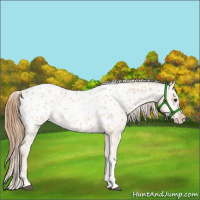 Horse Color:Red Dun Tobiano Appaloosa 