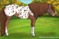 Horse Color:Chestnut Tobiano Appaloosa 