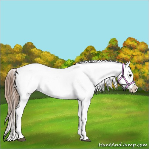 Horse Color:Bay Tobiano Appaloosa 