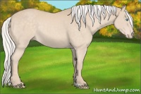 Horse Color:Silver Perlino Rabicano