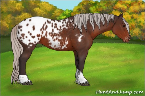 Horse Color:Silver Brown Tobiano Blanket 