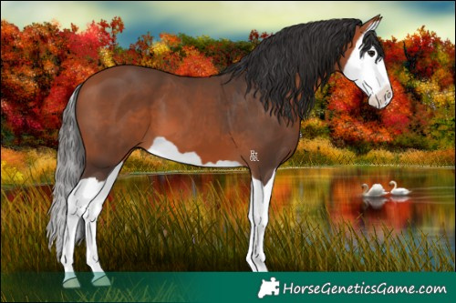 Horse Color:Bay Splash 