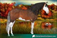 Horse Color:Bay Splash 