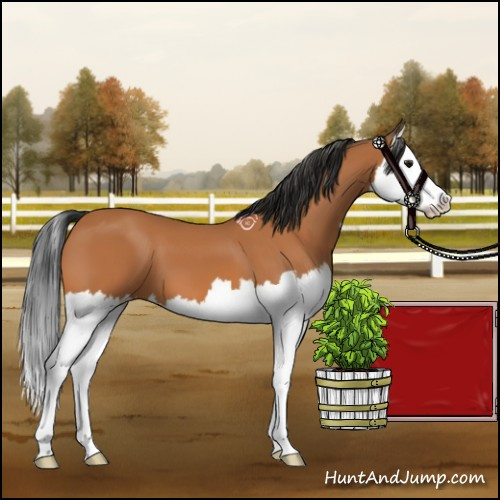 Horse Color:Bay Splash 