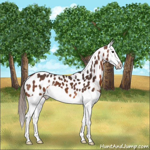 Horse Color:Brown Splash Appaloosa 