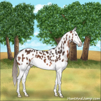 Horse Color:Brown Splash Appaloosa 