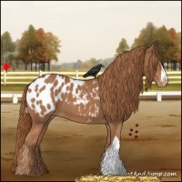 Horse Color:Chestnut Appaloosa