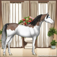 Horse Color:Bay Roan Splash 