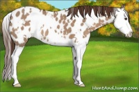 Horse Color:White Spotted Liver Red Dun Splash Appaloosa
