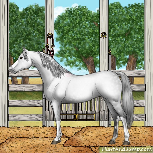 Horse Color:Gray Black