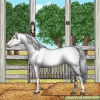 Horse Color:Gray Black 