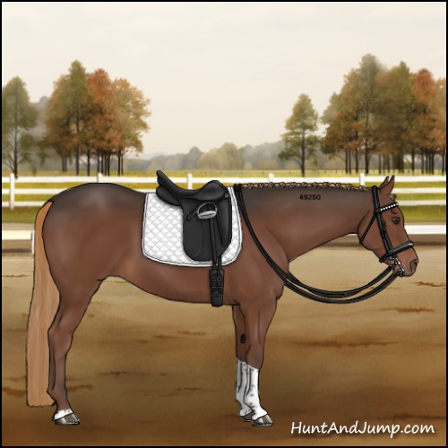 Horse Color:Liver Chestnut Tobiano