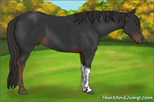 Horse Color:Liver Chestnut Tobiano 