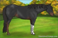 Horse Color:Liver Chestnut Tobiano