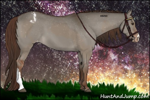 Horse Color:Liver Red Dun Appaloosa and Liver Red Dun Appaloosa