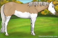 Horse Color:Palomino Splash 