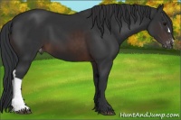Horse Color:Brown Appaloosa 