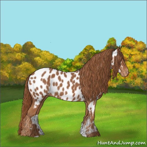 Horse Color:Chestnut Appaloosa 