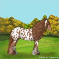 Horse Color:Chestnut Appaloosa 
