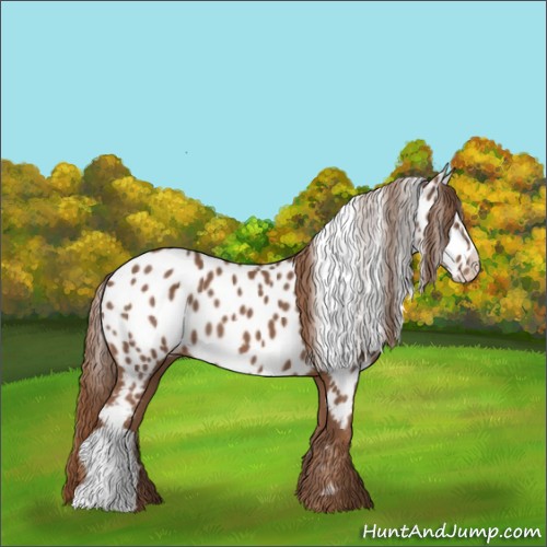 Horse Color:Chestnut Near Leopard