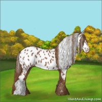 Horse Color:Chestnut Near Leopard 