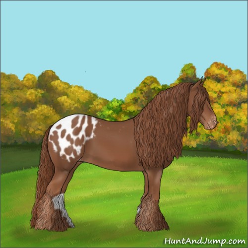 Horse Color:Chestnut Appaloosa 