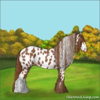 Horse Color:Chestnut Appaloosa 