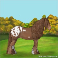 Horse Color:Chestnut Appaloosa 