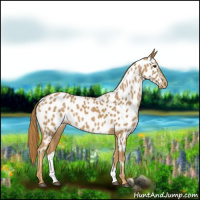 Horse Color:Chestnut Near Leopard