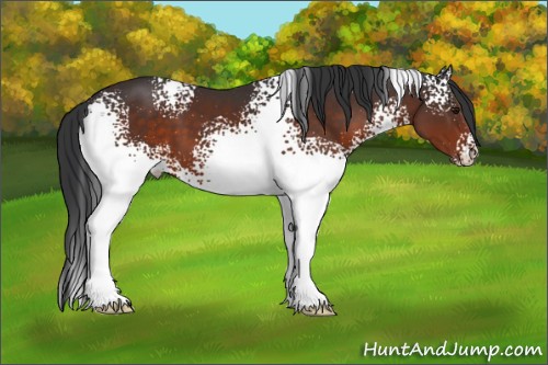 Horse Color:White Spotted Brown 