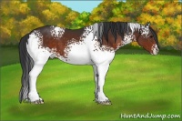 Horse Color:White Spotted Brown 