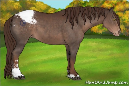 Horse Color:Liver Chestnut Sabino Appaloosa 