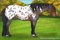 Horse Color:Brown Roan Appaloosa